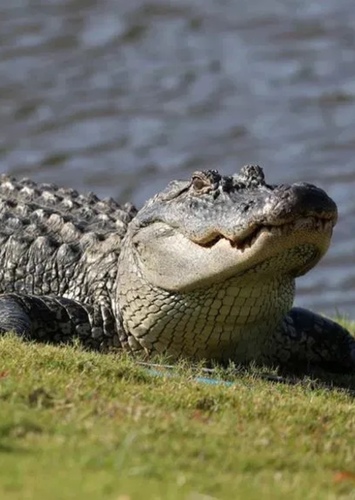 AJ the American Alligator