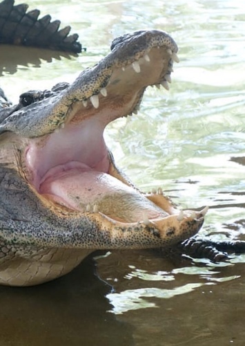 AJ the American Alligator
