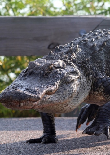 AJ the American Alligator