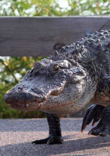 AJ the American Alligator