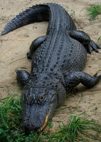 AJ the American Alligator