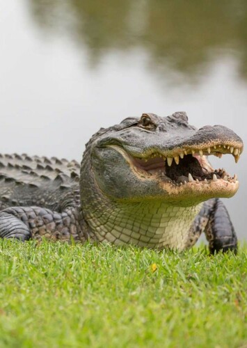 AJ the American Alligator