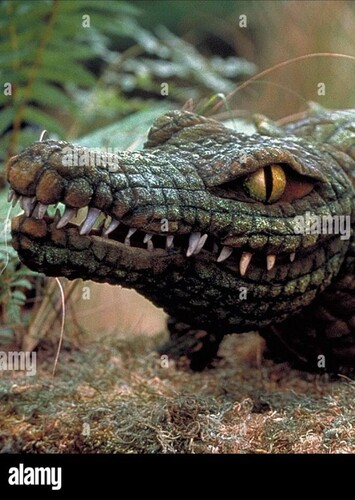 AJ the American Alligator