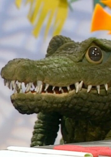 AJ the American Alligator