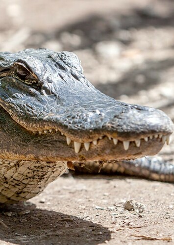 AJ (The American Alligator)