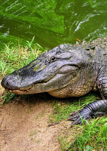 AJ the American Alligator