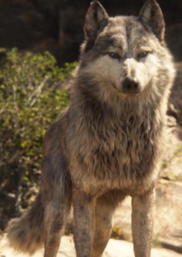 Akela