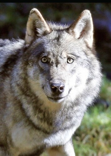 Akela the Wolf