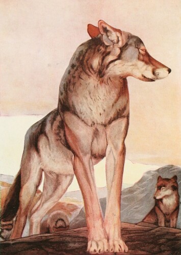 Akela of the Wolves