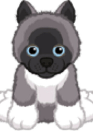 Akita Puppy