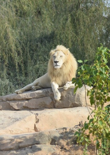 Al Ain Zoo