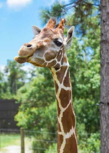 Alabama Gulf Coast Zoo