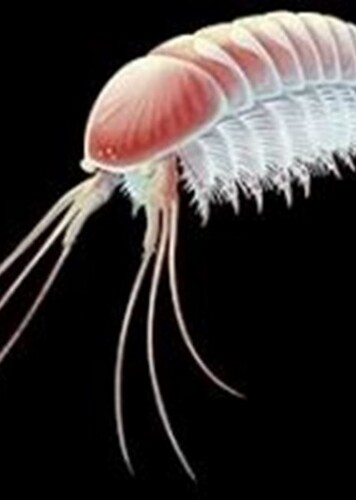 Alalcomenaeus