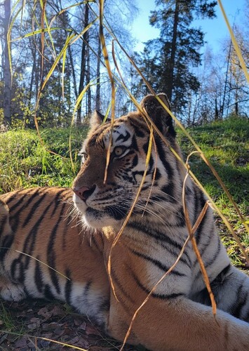 Alaska Zoo
