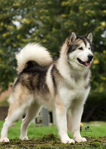 Alaskan Malamute