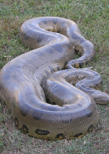 Albert the Anaconda