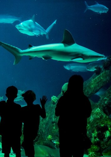 Albuquerque BioPark Aquarium