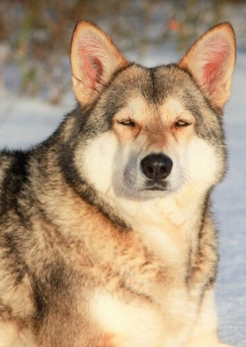 Aleu