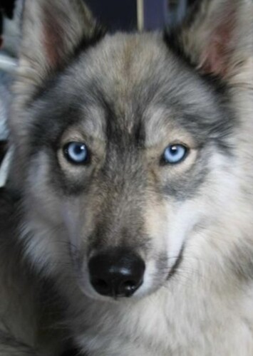 Aleu (songs)