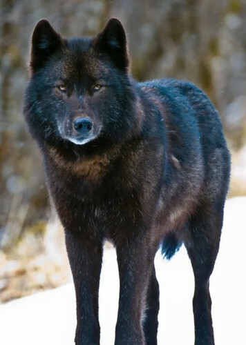 Alexander Archipelago Wolf
