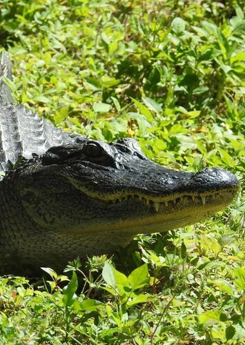 Alexander the American Alligator