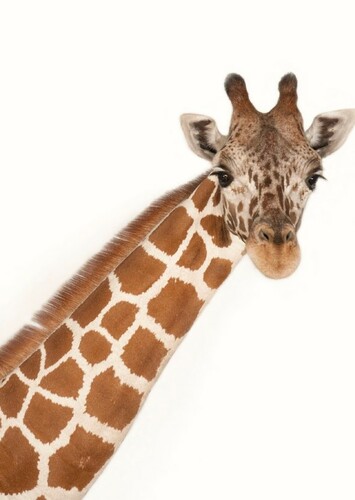 Alexis The Giraffe