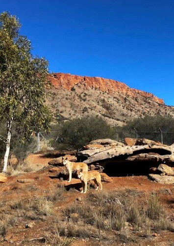 Alice Springs Desert Park