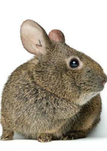 Alicia the Volcano Rabbit