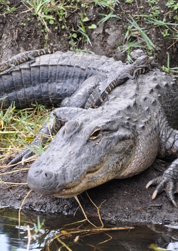 Allie the Alligator