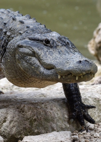 Alligator