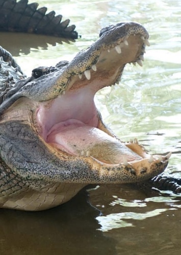 Alligator