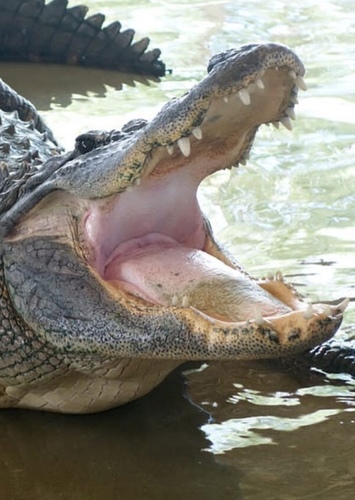 Alligator