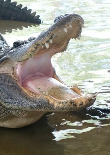 Alligator