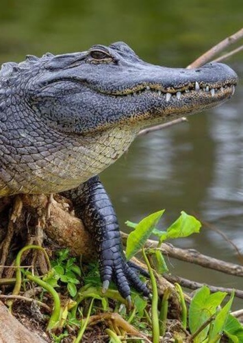 Alligator