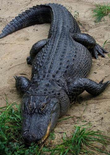 Alligator
