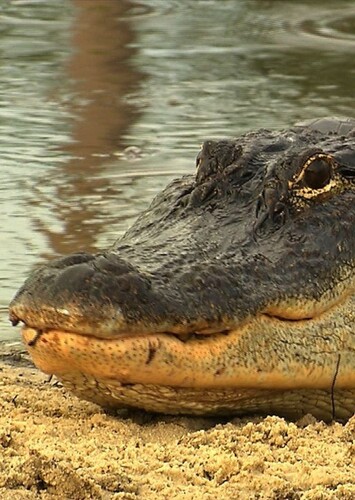 Alligator