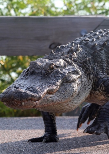 AlligatorPlayz