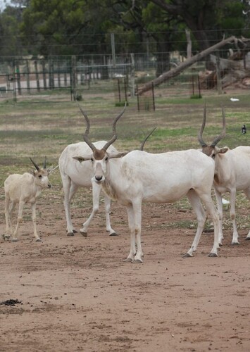 Altina Wildlife Park