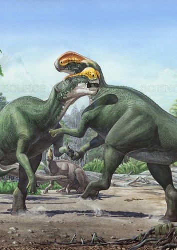 Altirhinus