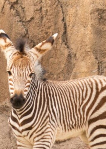 Amari The Foal Zebra