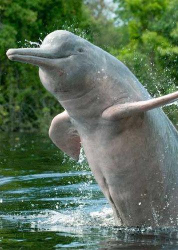Amazon River Dolphin