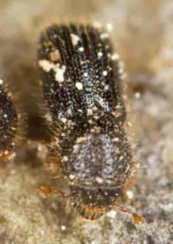 Ambrosia Beetle