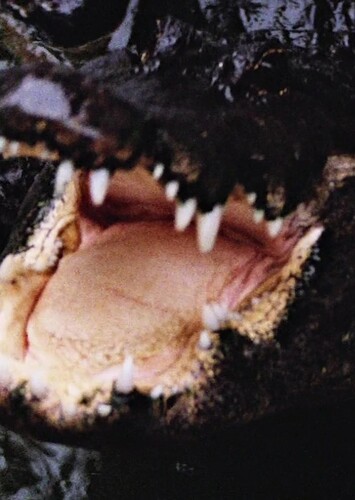 Indian Crocodile