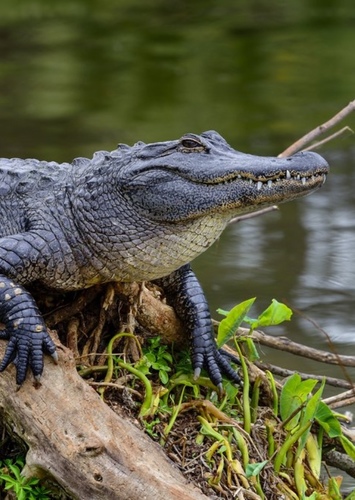 American Alligator