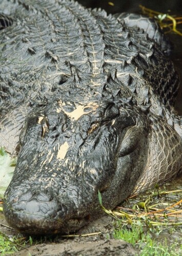 American Alligator