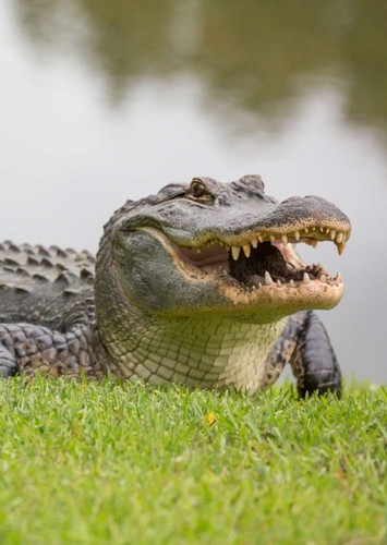 American Alligator
