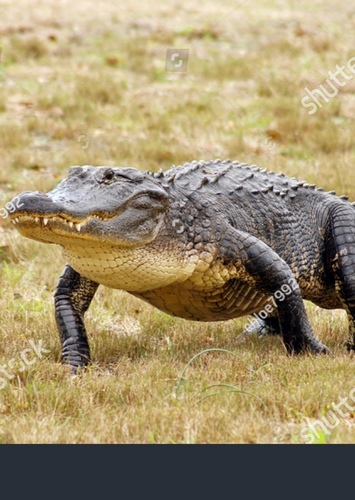 American Alligator