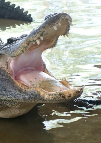 American Alligator