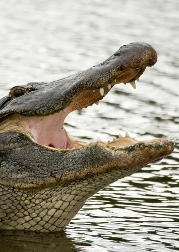 American Alligator