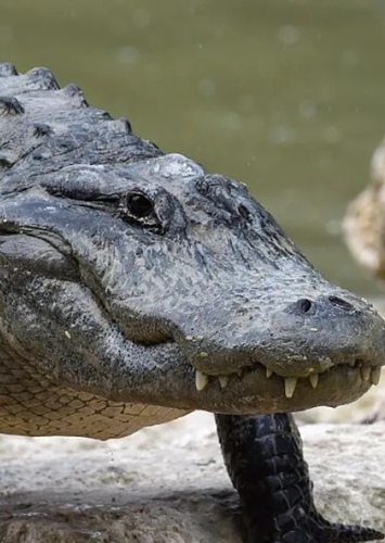 American Alligator